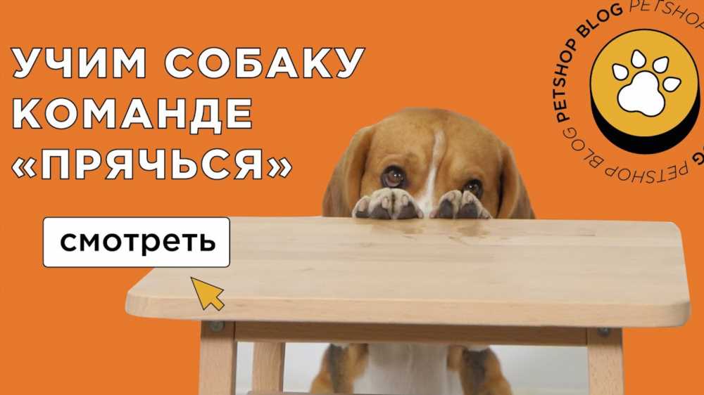 Как эффективно научить собаку команде лежать: пошаговое руководство